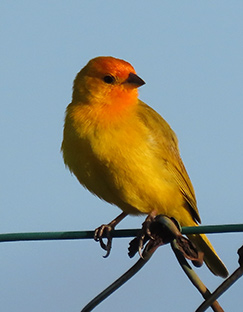 Saffron Finch