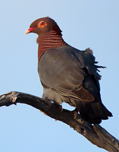 Scaly-naped Pigeon