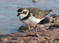 Semi-Palmated Plover