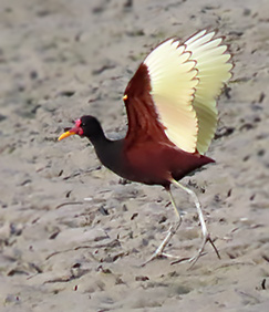 Wattled Jacana