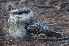 White-tailed Nightjar
