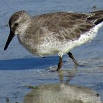 Red Knot on Bonaire