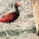 Wattled Jacana on Bonaire