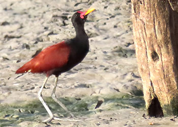 Leljacana & blauw-witte zwaluw op Bonaire