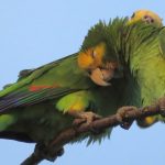 Yellow-shouldered Parrots on Bonaire.