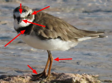 Amerikaanse bontbeklevier