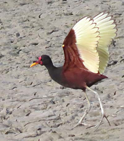 Geoorde leljacana op Bonaire