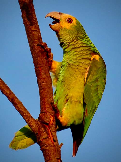 Een van Bonaire's geelvleugelamazone (papegaai).
