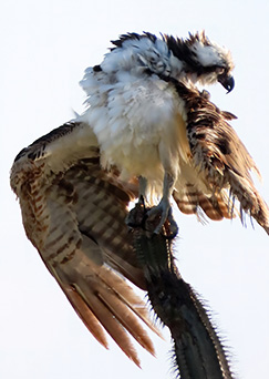 Osprey