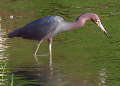 Little Blue Heron