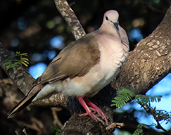 White-tipped Dove