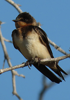 Barn Swallow