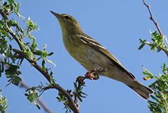 Blackpoll Warbler