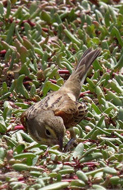 Dickcissel