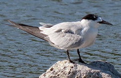 Roseate Tern