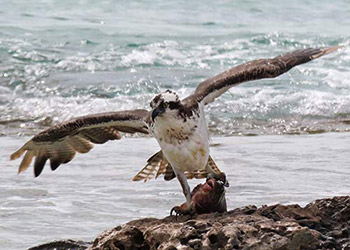 Big Day 2021 in oktober biedt 75 soorten voor Bonaire