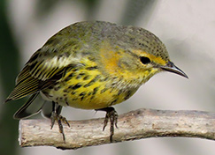 Cape May Warbler