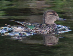 Green-winged Teal