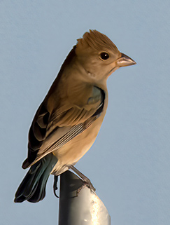 Indigo Bunting