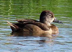 Ring-necked Duck