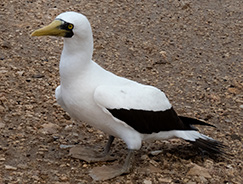 Masked Booby