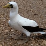 Masked Booby on Bonaire.