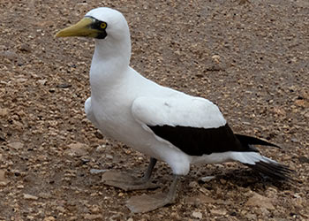 Maskergent ontvangt liefde en zorg van Bonaire