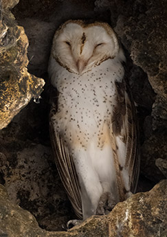 American Barn Owl