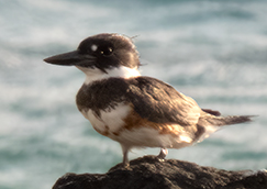 Belted Kingfisher