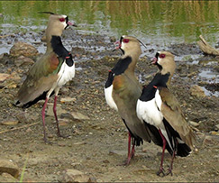 Southern Lapwing