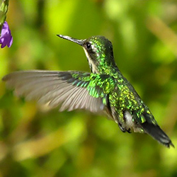 Blauwstaart smaragd kolibrie