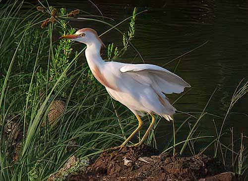 Een koereiger in broedkleed op Bonaire.