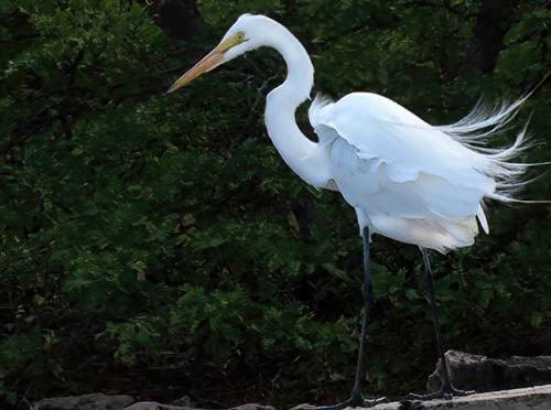 Een grote zilverreiger zoekt voedsel op Bonaire.