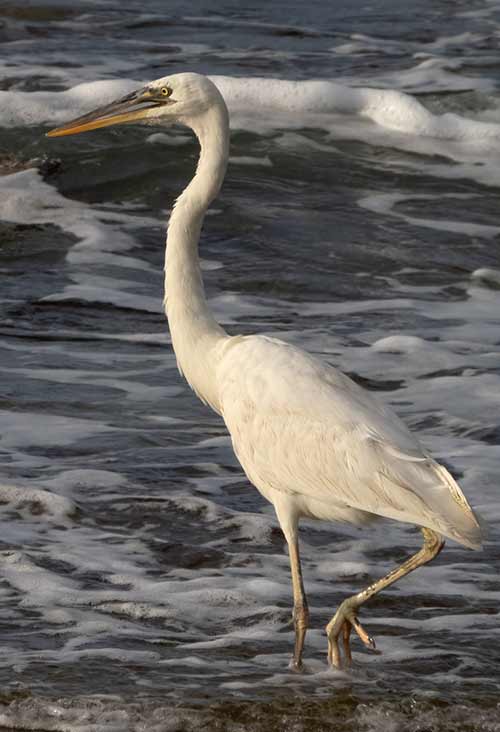 De witte variant van de blauwe reiger, de Great White Heron, foerageert langs de kustlijn van Bonaire.