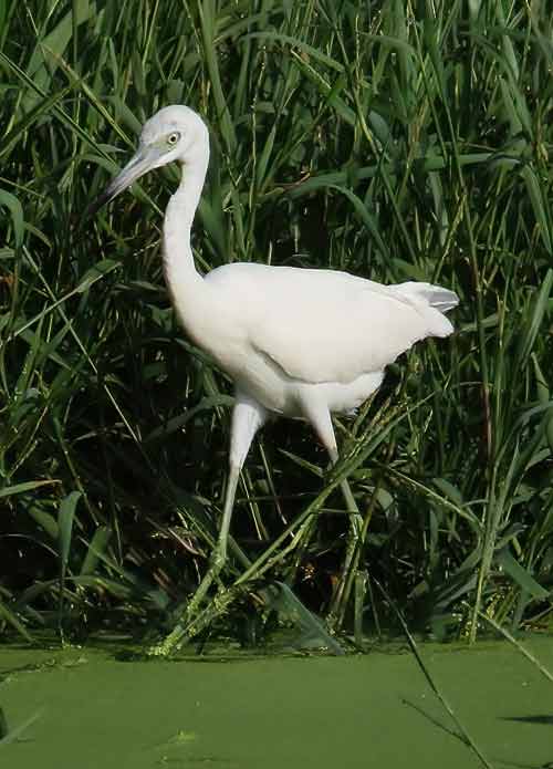 Een onvolwassen blauwe reiger foerageert in een zoetwatervijver op Bonaire.