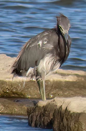 Een kleine blauwe reiger op Bonaire, verveld van zijn witte eerstejaars naar een volwassen verenkleed.