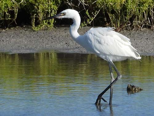 De witte vorm van een zilverreiger foerageert op Bonaire.