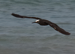 Black Noddy