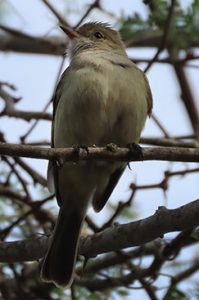 Caribbean Elaenia
