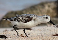 Sanderling