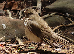 Swainson's Thrush