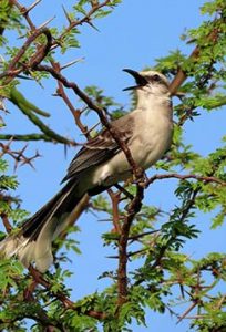 Tropical Mockingbird