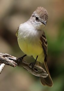 Northern Scrub Flycatcher