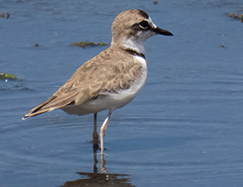 Collared Plover