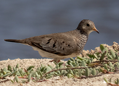 Common Ground Dove