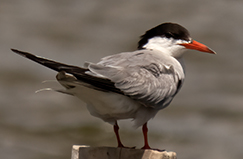 Common Tern
