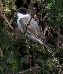 Fork-tailed Flycatcher