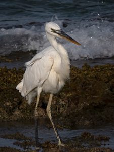 Great Blue Heron (White Morph)