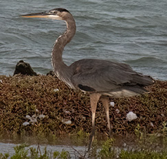 Great Blue Heron