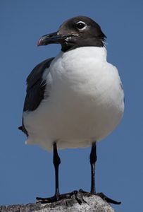 Laughing Gull